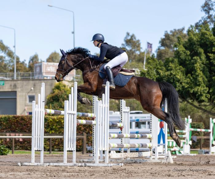 Rosthwaite Penelope - quality 7yo showjumper
