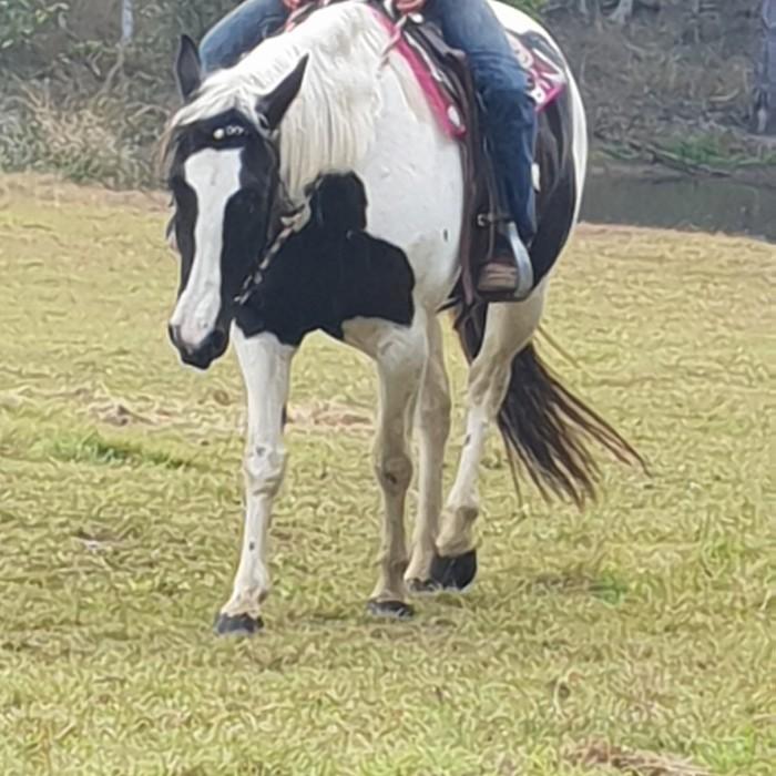 Paint Horses For Sale Paint Horse » Horsezone