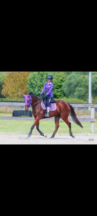 GOLDEN CRUMPET: EQUIMILLIONS PROJECT