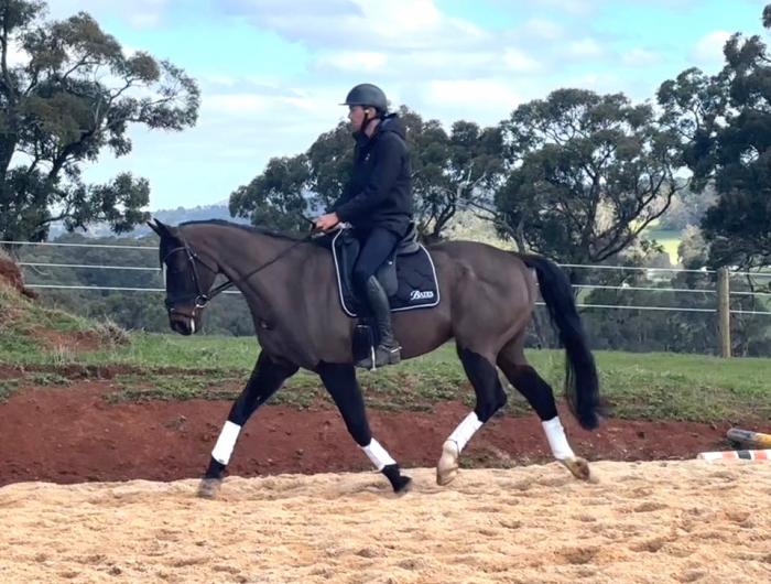 Talent and Top Breeding - Woodmount Lolita