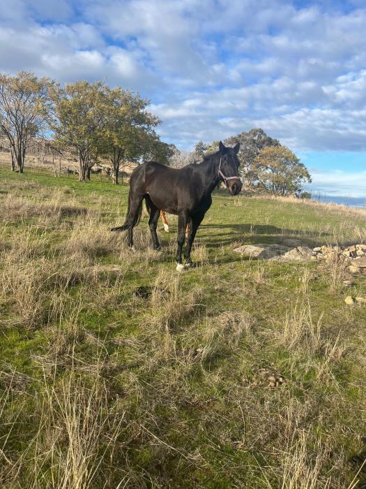 Stock horse