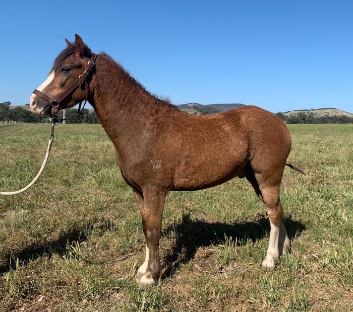 Welsh Ponies For Sale Welsh Horse » Horsezone
