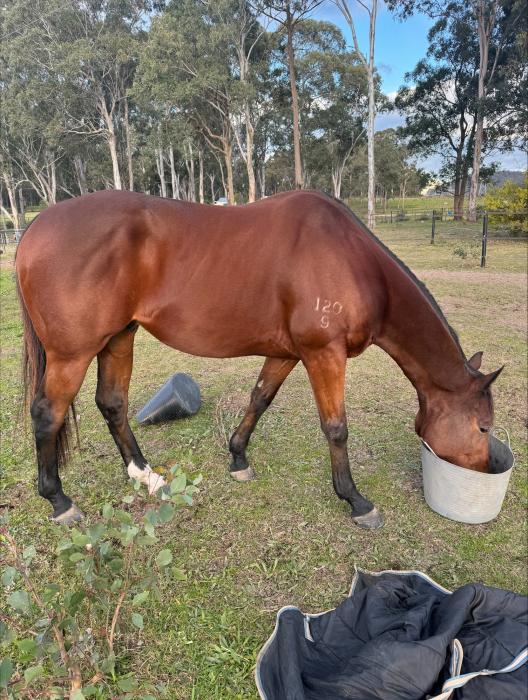 OTTB Gelding