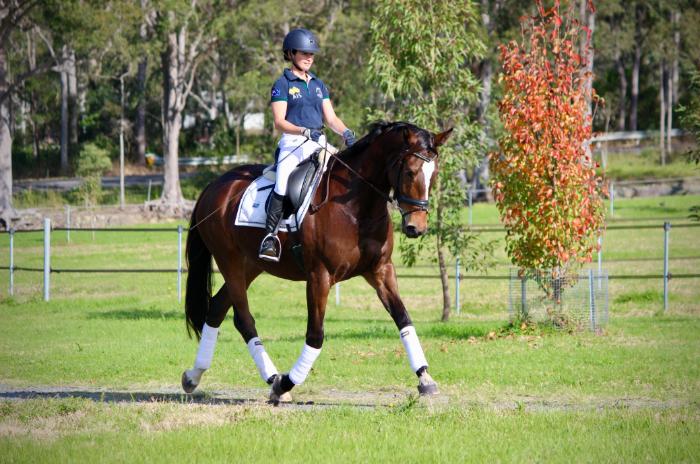 Young talented medium level mare