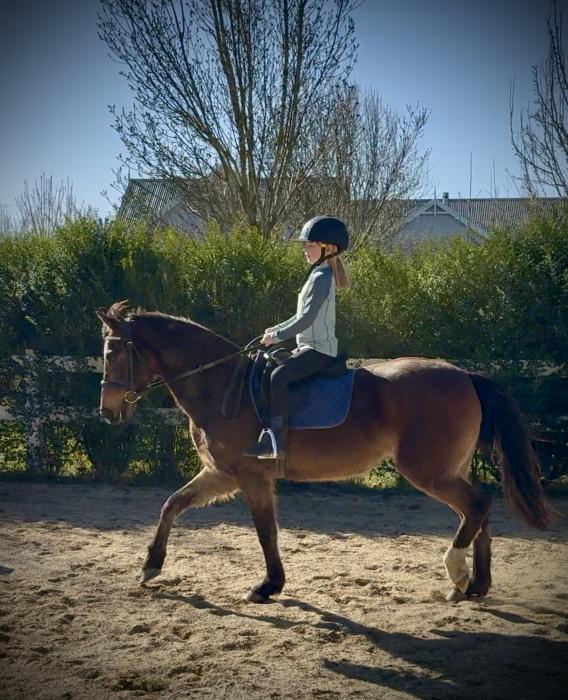 Talented sweet natured mare