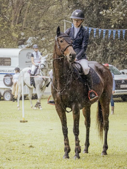 Quiet Thoroughbred Gelding