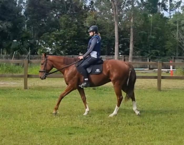 Chestnut Gelding - showjump, dressage, trail