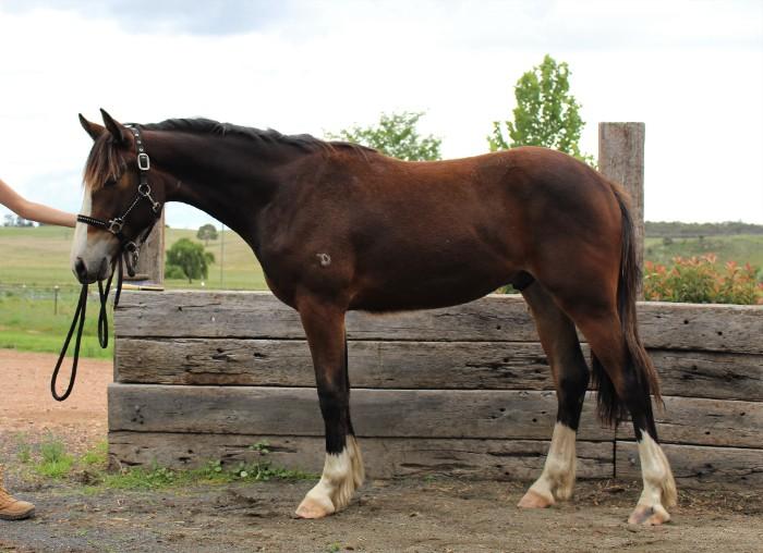Clydesdale Horses For Sale Clydesdale Horse » Horsezone