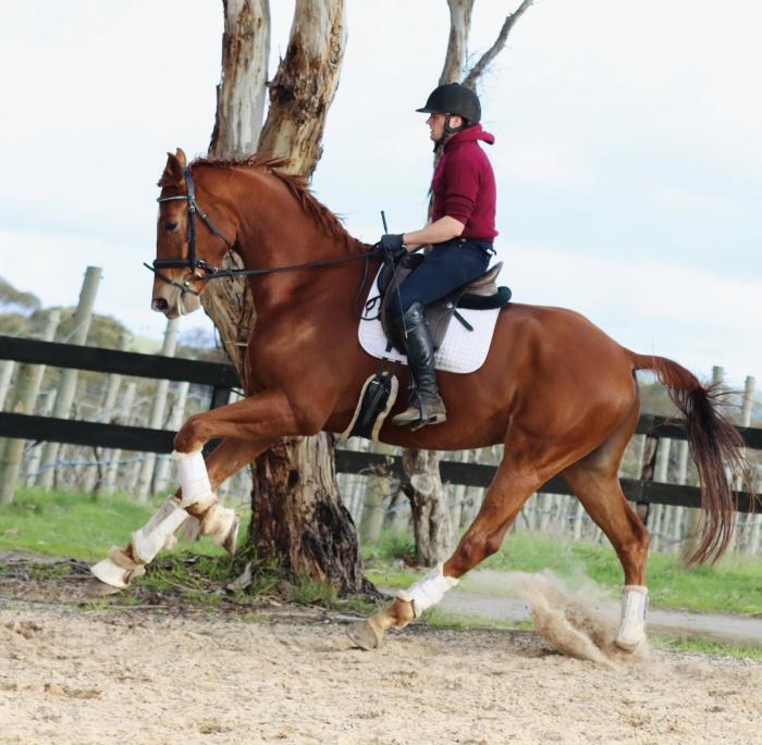 Exceptional Young Dressage Horse