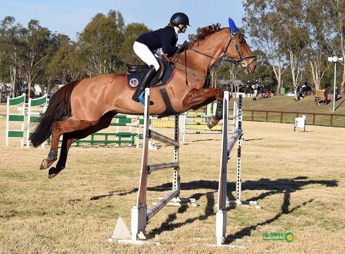 Competitive Showjumping Schoolmaster