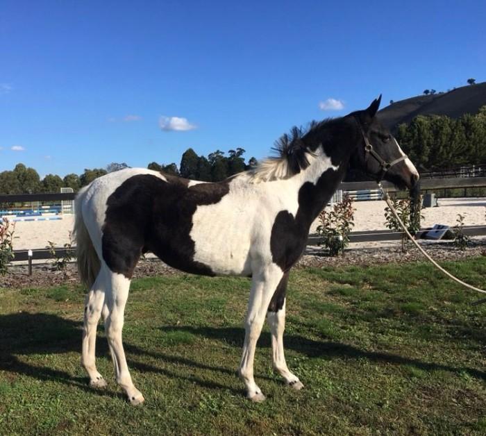 Coloured Horses For Sale Coloured Horse » Horsezone