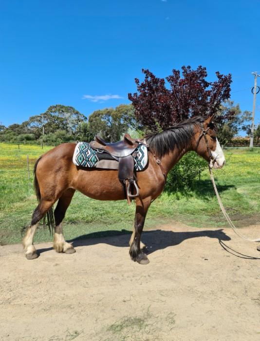 Clydesdale Horses For Sale Clydesdale Horse » Horsezone