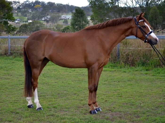 Welsh Ponies For Sale Welsh Horse » Horsezone