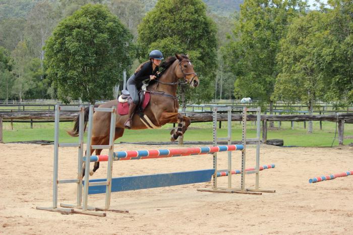 point and shoot showjumper