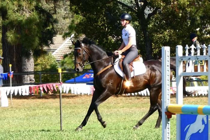 Exceptional Showjumping Prospect
