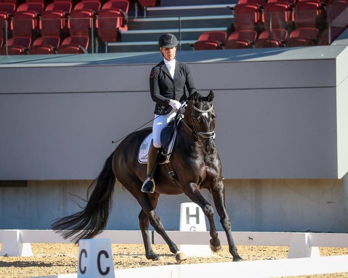 Horses for sale & equine products, stallions, equine news & gallery on