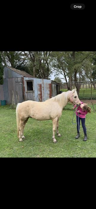 Welsh pony