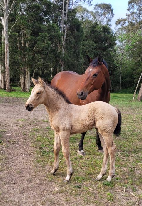 Anna 'Affiliate' AUS 2017 and buckskin filly foal