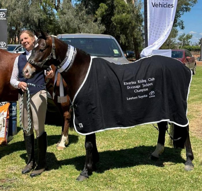 Welsh registered gelding