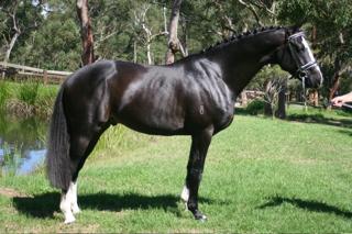Remembrance Day - Only son of Flamboyant at stud