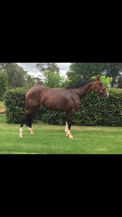 Stunning 3yo Contenda Filly Future Star