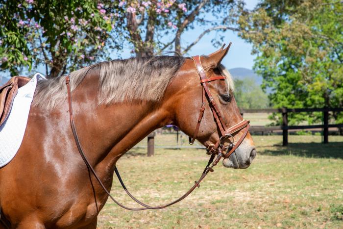 Stunning 7yr Taffy Mare -15hh (QH x SH)