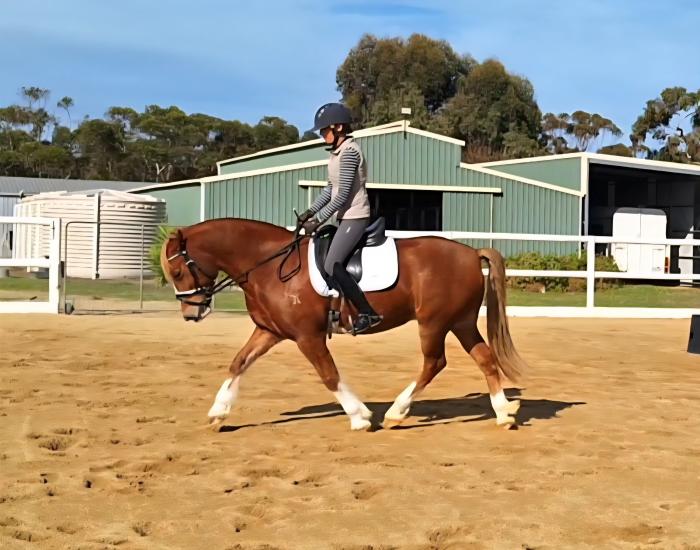Stunning Pony Dressage Prospect