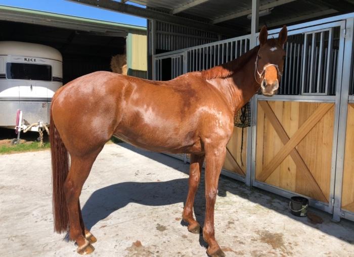 Australian Stock Horses For Sale