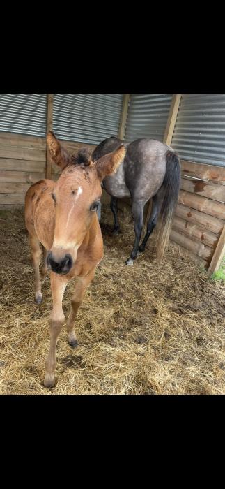 Stunning warmblood x tb