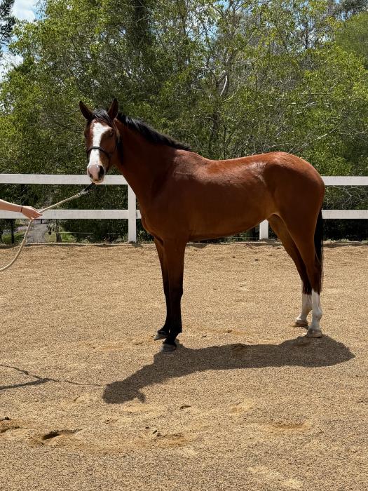 Warmblood 3 yo filly with premium jumping breeding