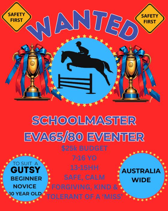 WANTED - Eventing Pony / Galloway Schoolmaster