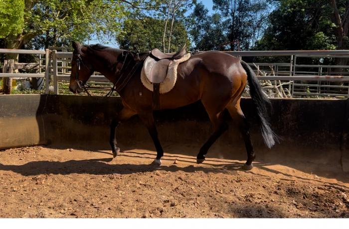 Quiet Tb mare