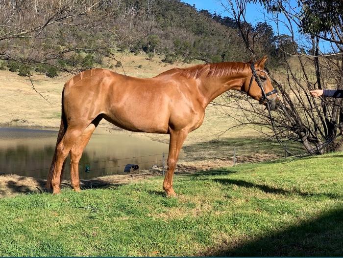 Stunning Warmblood Mare PRICE REDUCED