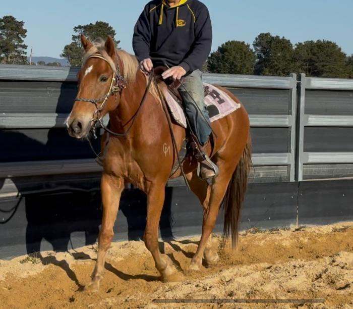 4 y.o stock horse gelding