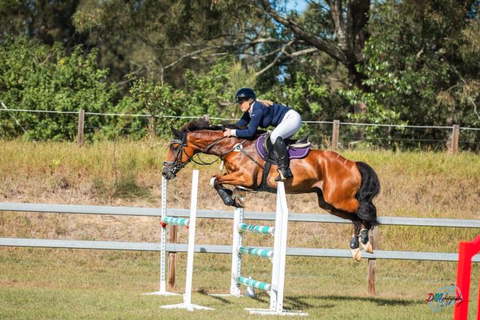 Super Talented Showjumper / Welsh Cob