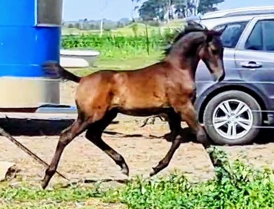 Skygame Sovereign - Exceptional Lipizzan Warmblood