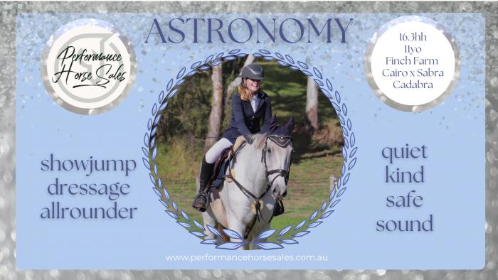 Astronomy - allrounder/ SJ/ dressage WB