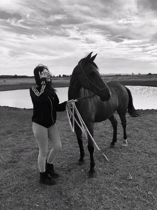 Arabian Horses For Sale Arabian Horse » Horsezone