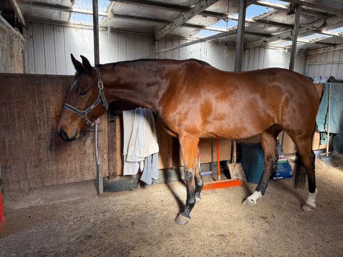 Stock horse x TB gelding