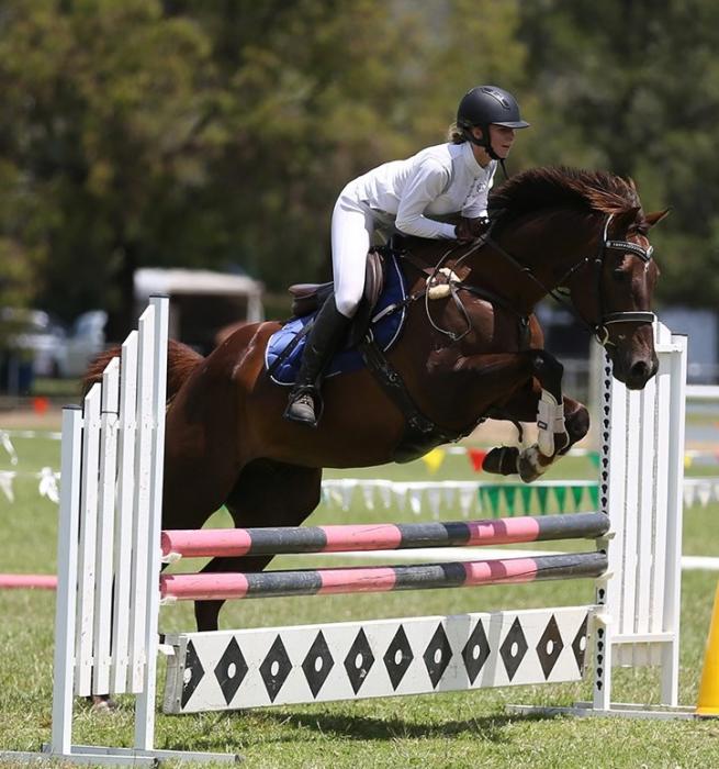 Lovely TB Gelding