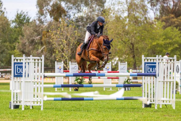 1.30m Showjumping mare