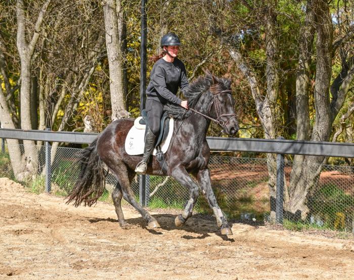 Sweet Friesian x Quarter horse mare