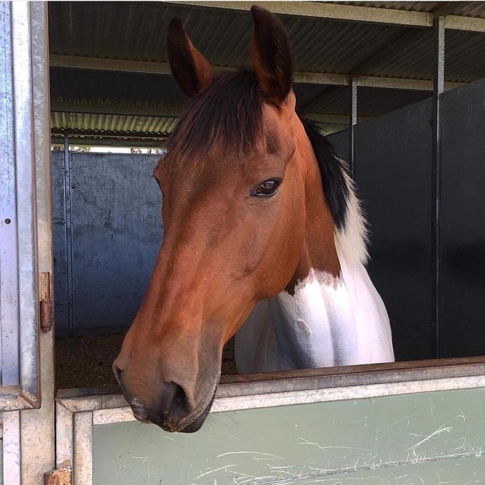 Paint Horses For Sale Paint Horse » Horsezone