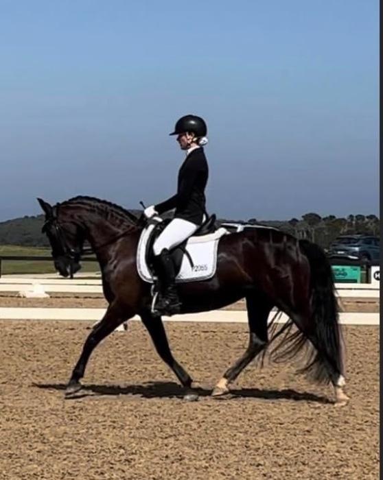 Welsh Ponies For Sale Welsh Horse » Horsezone