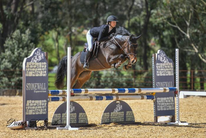 5yo WB Mare by Eurostar 1