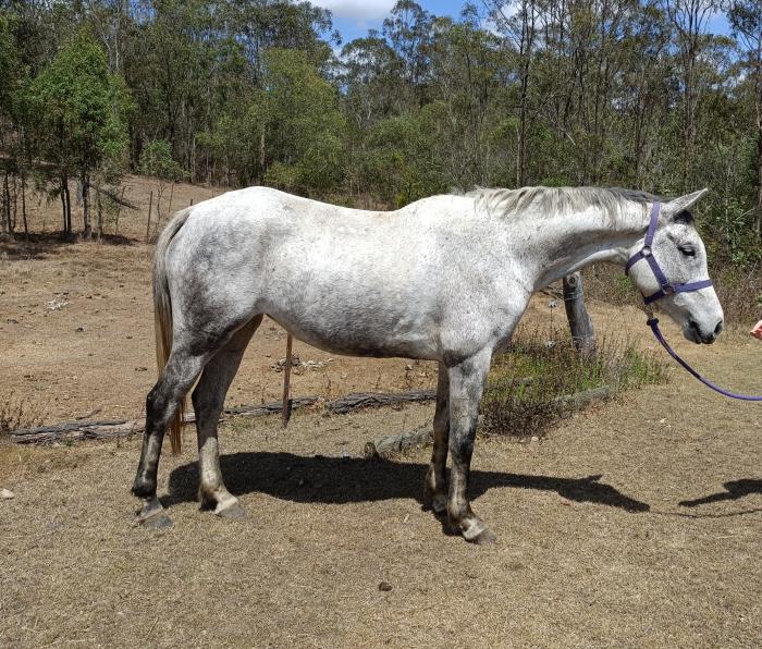 Warmblood broodmare