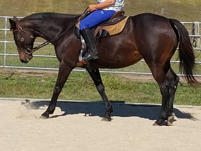 Australian Stock Horses For Sale