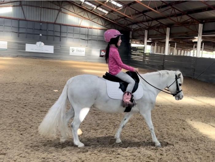 Welsh Ponies For Sale Welsh Horse » Horsezone