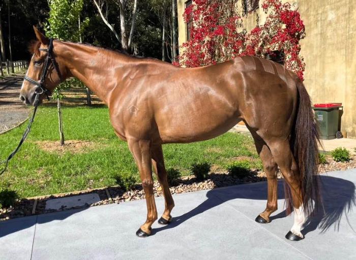 Smart Talented Project Horse