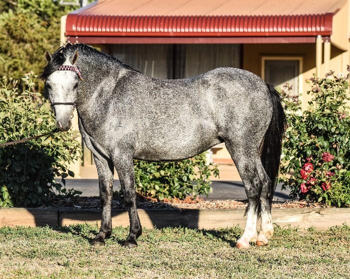 Welsh Ponies For Sale Welsh Horse » Horsezone